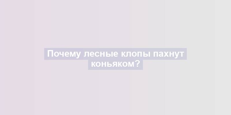 Почему лесные клопы пахнут коньяком?