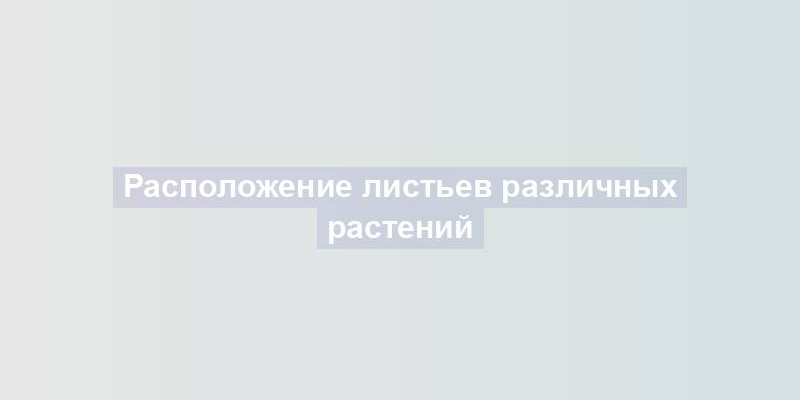 Расположение листьев различных растений