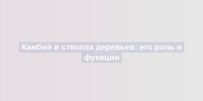 Камбий в стволах деревьев: его роль и функции