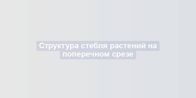 Структура стебля растений на поперечном срезе