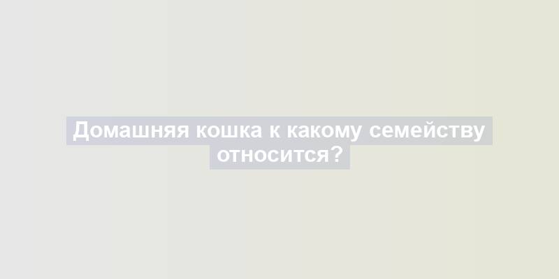 Домашняя кошка к какому семейству относится?