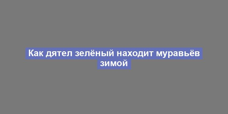 Как дятел зелёный находит муравьёв зимой